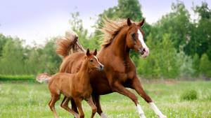 Хванаха два мъже откраднали кобила в Старозагорско съобщиха от полицията Кражбата