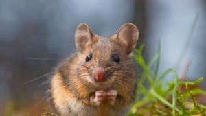 Учени откриха в пустините на Близкия изток мишки, които не стареят