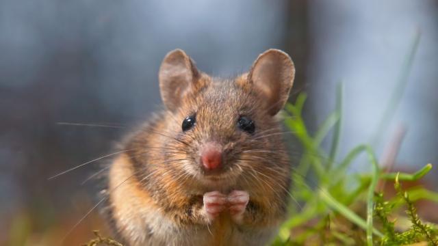 Учени откриха в пустините на Близкия изток мишки, които не стареят