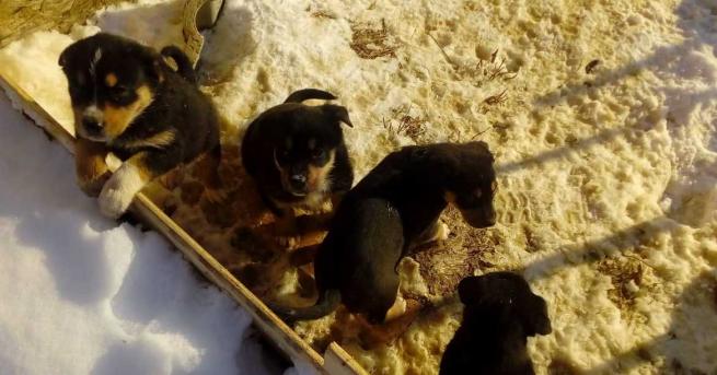 Три малки кученца и тяхната майка бяха спасени в центъра