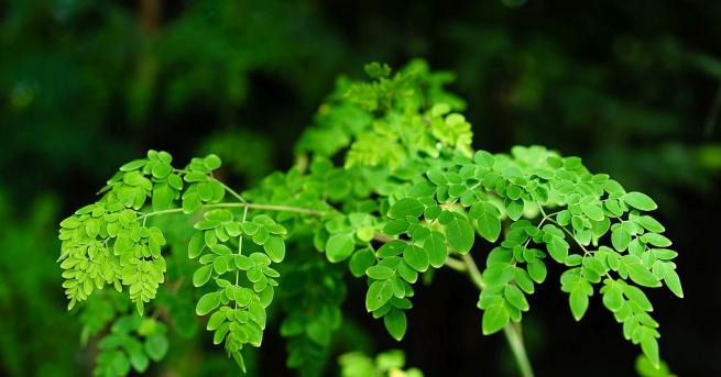 Моринга е наричано дървото чудо Това е така защото всяка