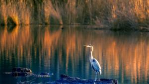 птица езеро