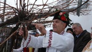 Капитановци зарязване на лозята