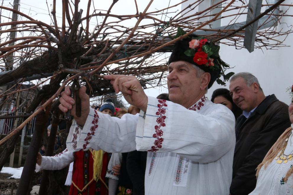 Зарязването на лозята в село Капитановци.