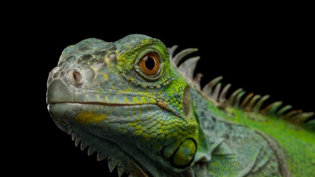 Синоптиците във Флорида предупредиха за „дъжд“ от игуани 