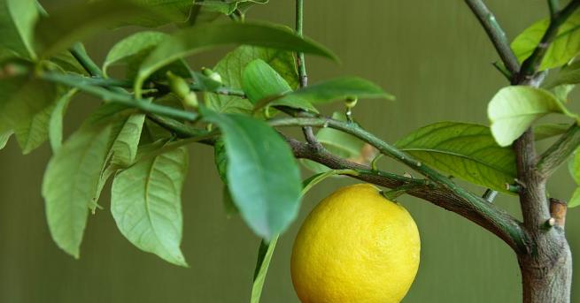 Липсата на двор и голяма градина не бива да ни