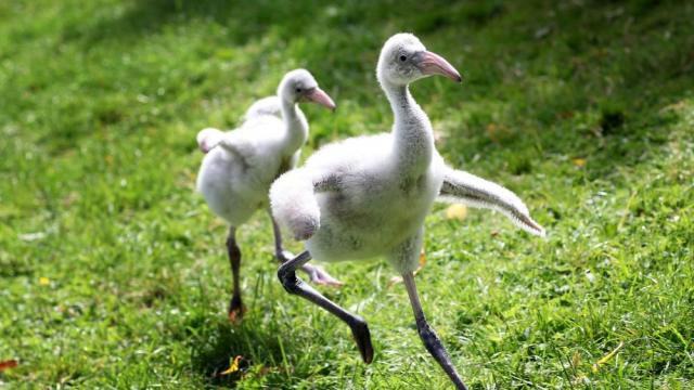 Хиляди пиленца фламинго бяха изоставени от родителите си (ВИДЕО)