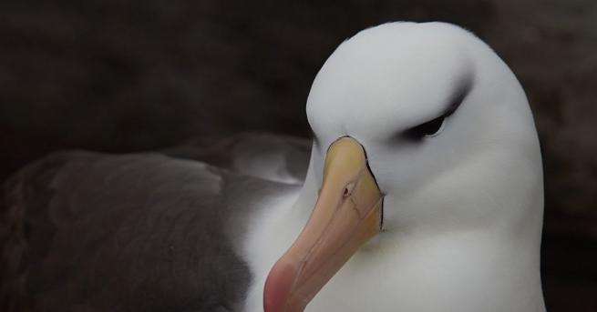 Най възрастната дива птица в света албатросът Уиздъм си измъти