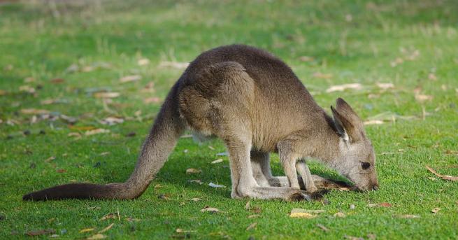 Фосили намерени в Куинсланд Австралия разкриха че кенгуруто е започнало