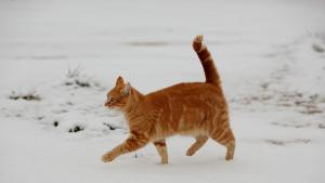 Седем години котка живя върху гроба на своя стопанин (ВИДЕО)