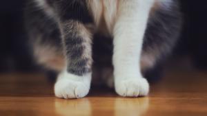 котка лапи
