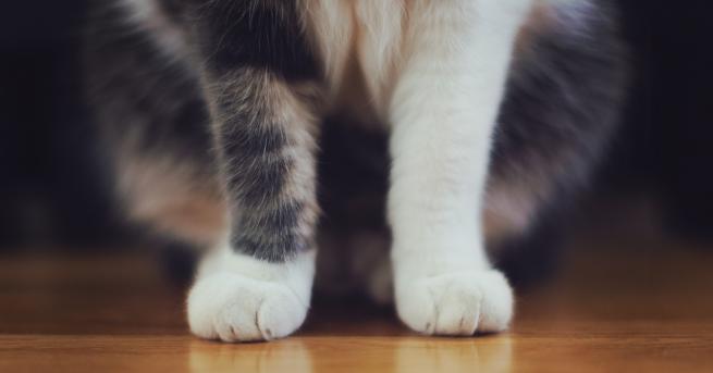 Ветеринари в американския щат Монтана съживиха котка донесена в клиниката