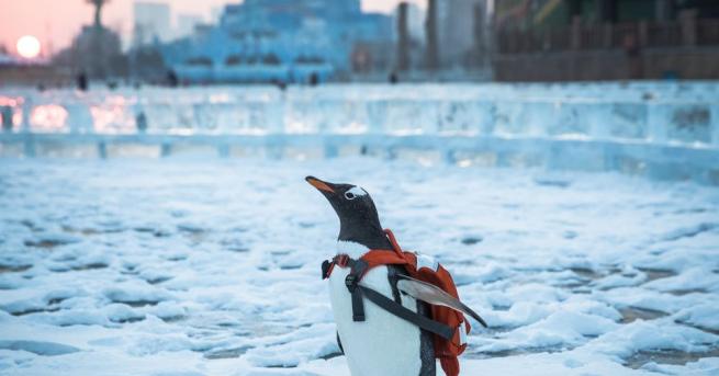 Мощна снежна буря удари югозападните и източните райони на Китай