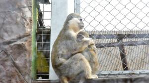 Рестартират строителството на Зоокъта в Пловдив