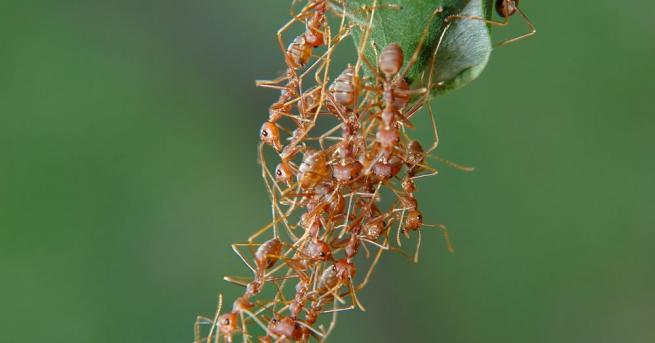 Вдъхновени от мравките изследователи от Масачузетския технологичен институт са разработили