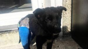 Осинови Приятел от Габров