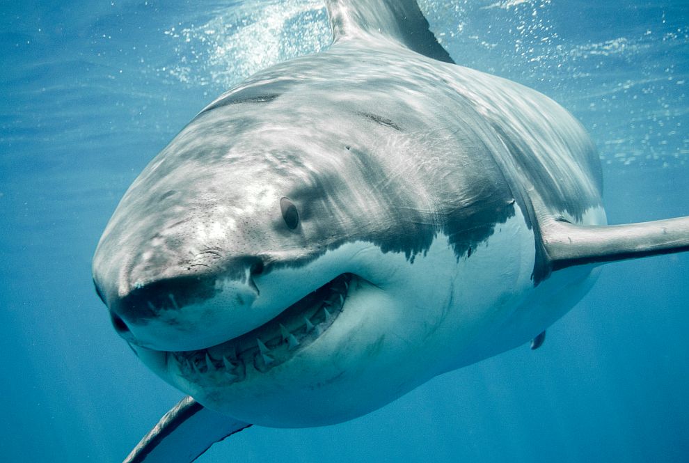 Благодарение на удивителните си гени голямата бяла акула е свидетелство за забележителен еволюционен успех