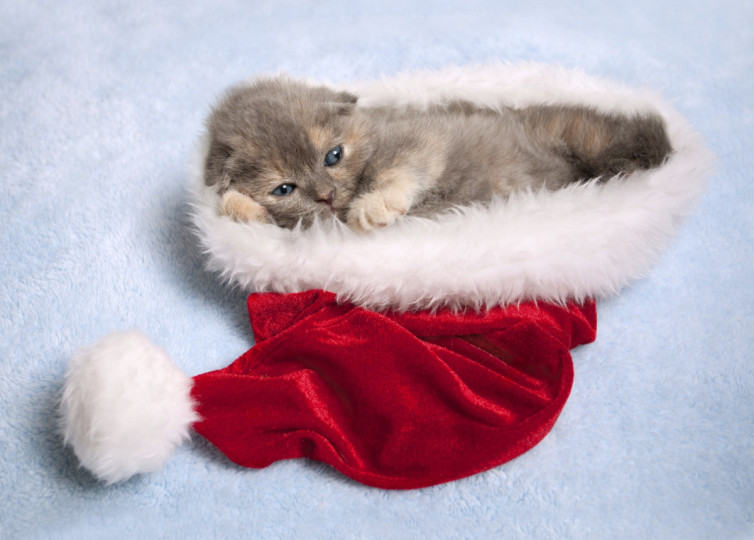 Сладки, коледни животни - снимка 18