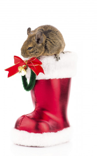 Сладки, коледни животни - снимка 12