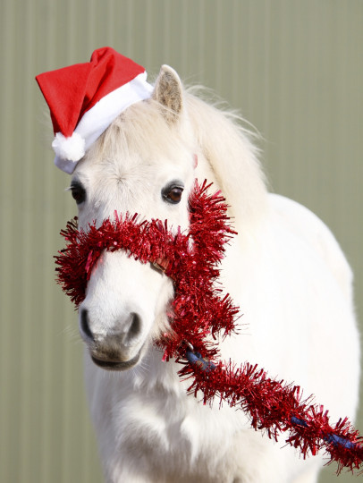 Сладки, коледни животни - снимка 8