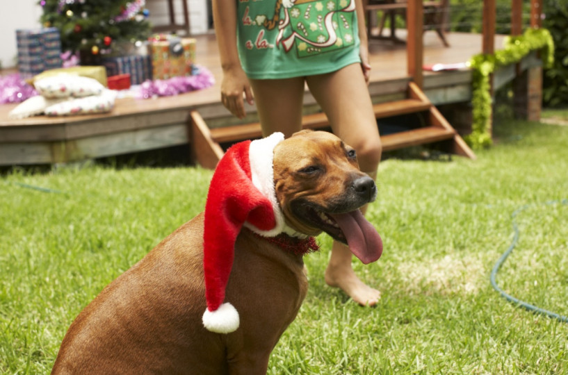 Сладки, коледни животни - снимка 3