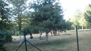 площадка кучета