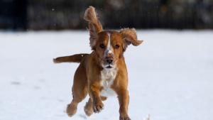 куче време студ сняг
