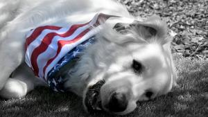 пиренейско планинско куче