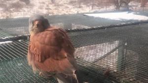 белошипа ветрушка