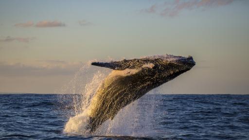  <p>В Тихия океан се заражда ужасяваща топлинна вълна</p> 