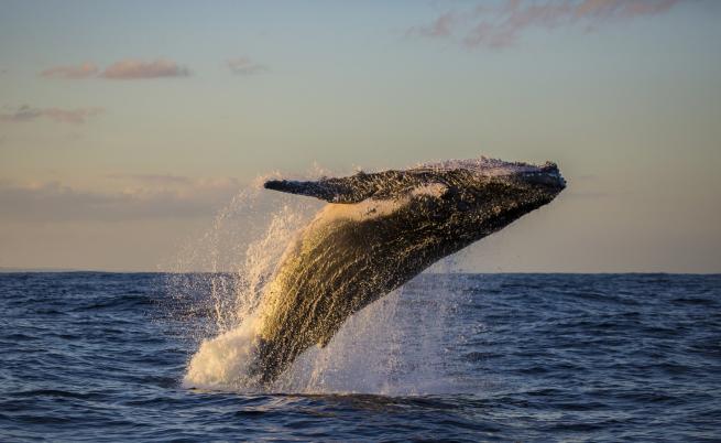 Как този кит се озова насред бразилската гора
