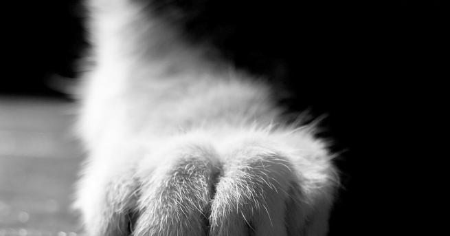 Разследват случай на особена жестокост към котка в Разложко съобщиха