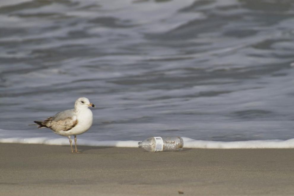  птица отпадък море екология 
