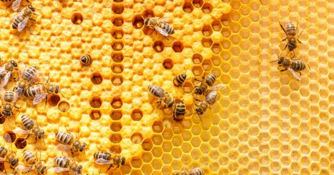 България заема едно от челните места по брой пчелни кошери,