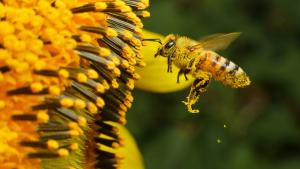На 20 май светът отбелязва Международния ден на пчелата Денят