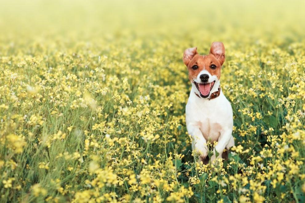  времето куче поляна цветя 