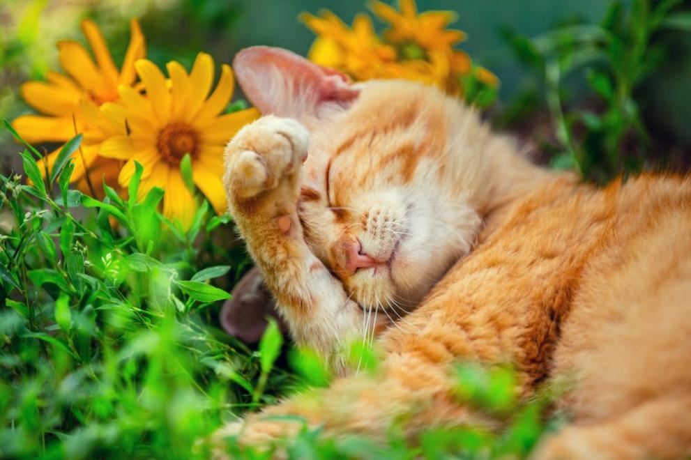 времето коте поляна