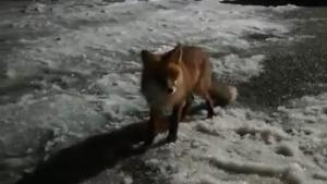 Лисица Родопи