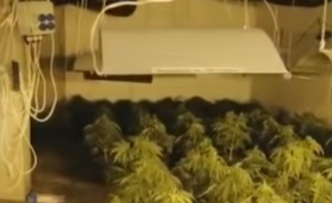 Откриха подземна оранжерия за марихуана в София