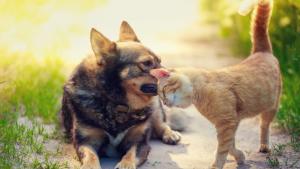 куче коте поляна времето