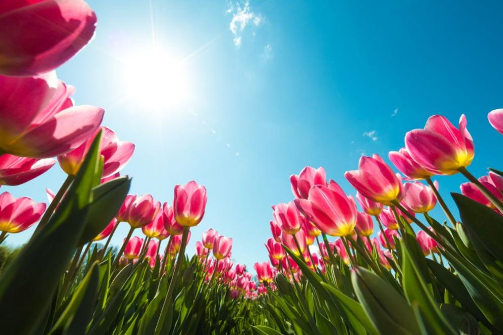  слънце пролет време слънчево лалета 