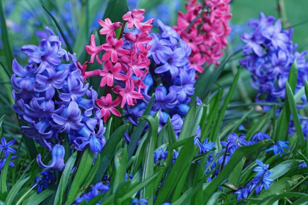  пролет цветя пролетни цветя 