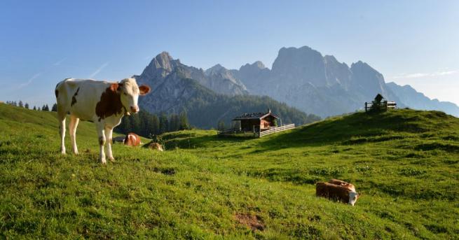 Планинарите които преминават през австрийските алпийски пасища ще трябва да