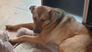 Опит за убийство на кучета