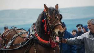 кушии Сапарева баня