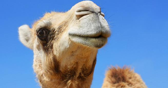 Танцуваща камила се превърна в истинска сензация във Флорида, след