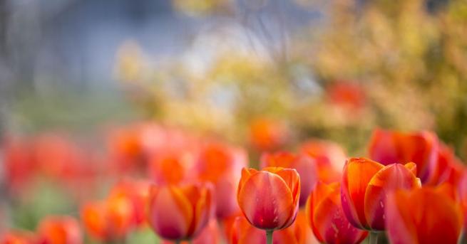 Всяка година пролетта настъпва с неповторимия аромат на цветя Красиво