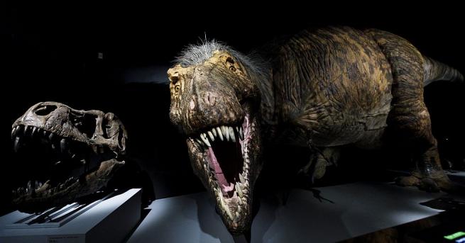 Тиранозавър открит в Канада през 1991 г е най големият намерен