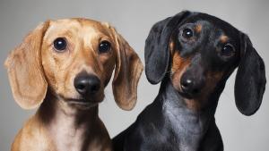 кучета дакели куче дакел