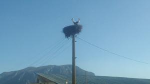 щъркели Краводер